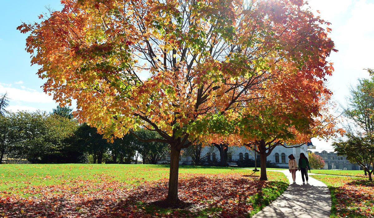Students walking under a fall tree